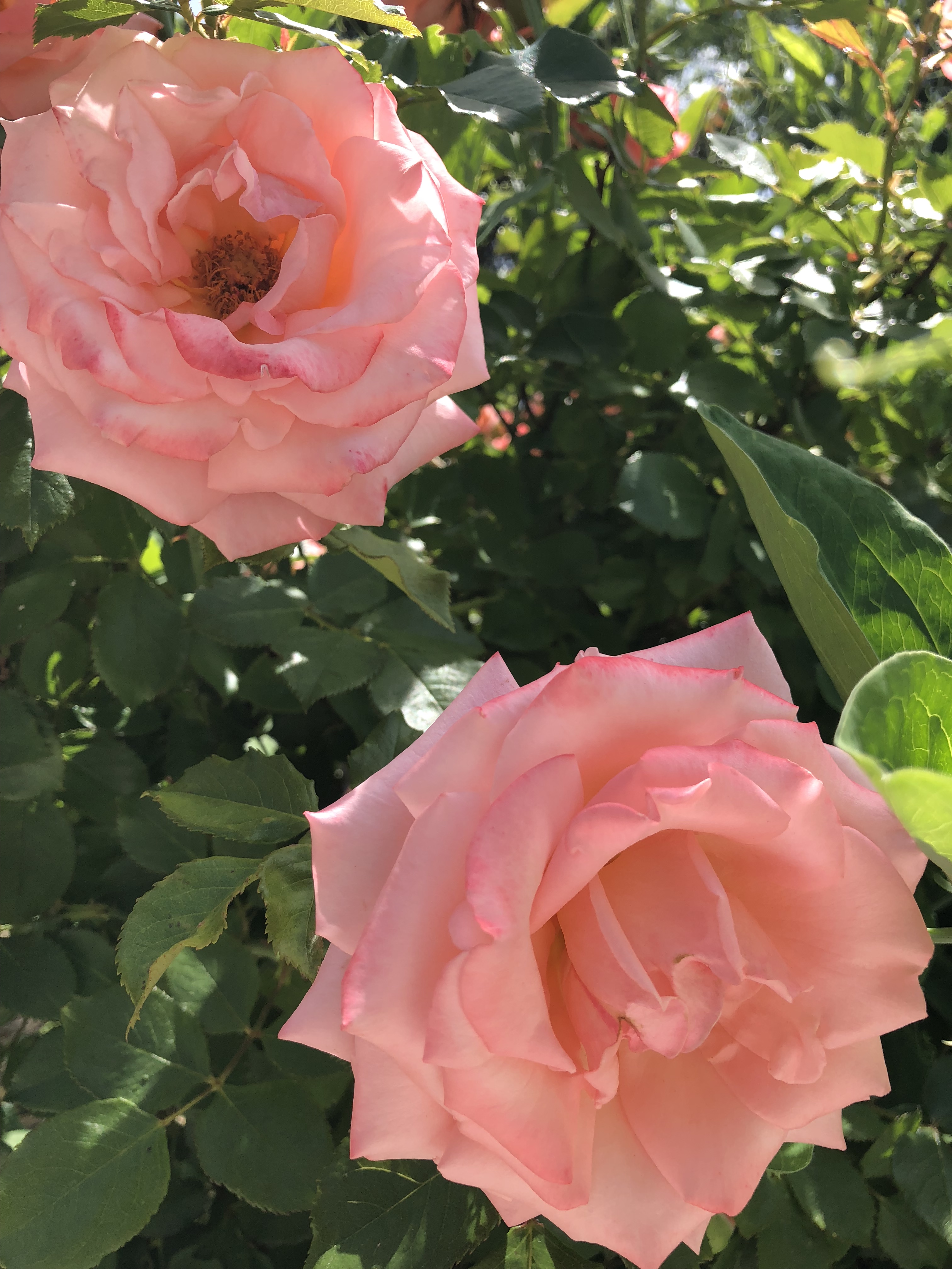 Pink Roses