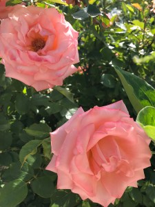 Pink Roses