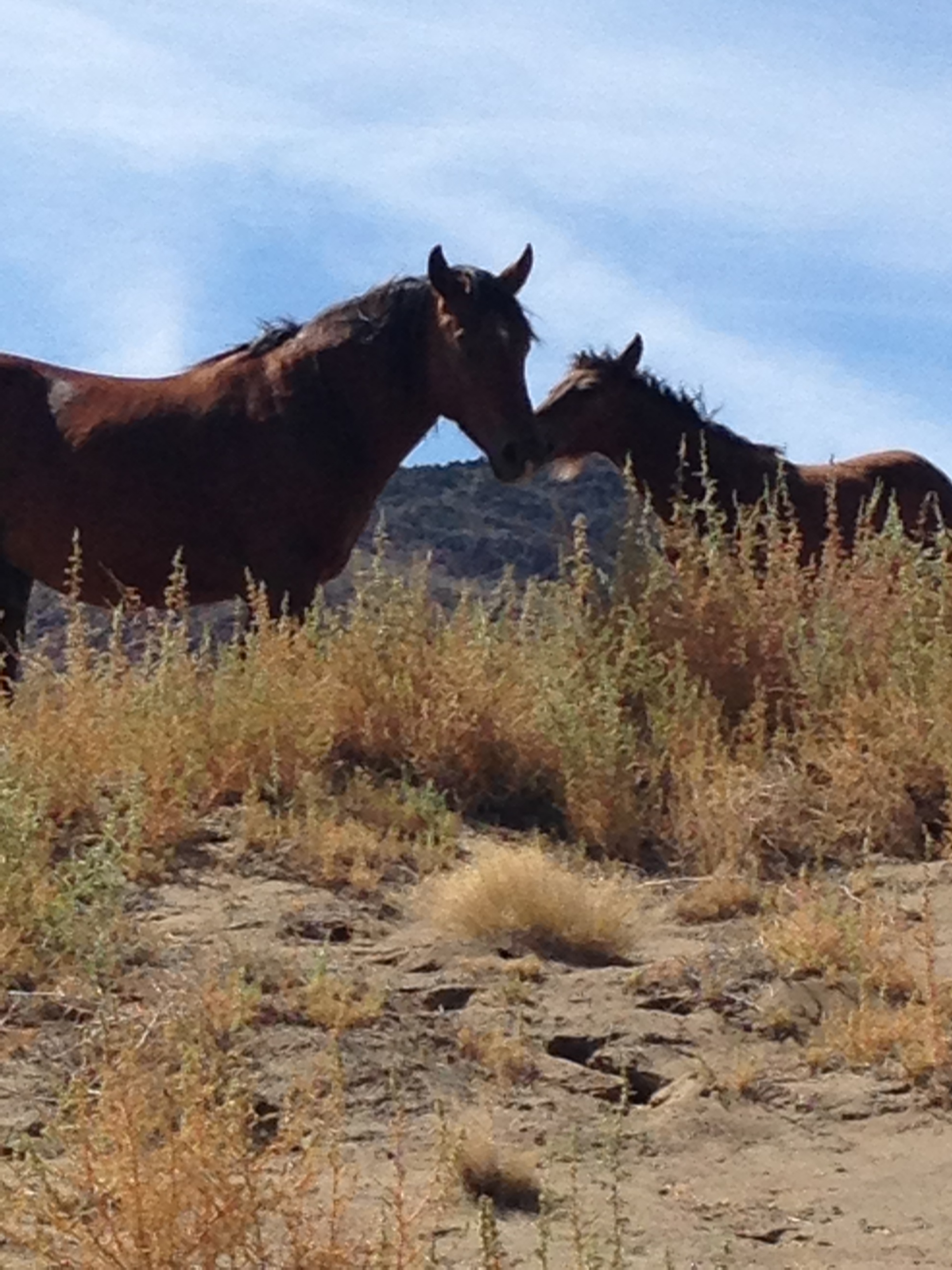 Mustangs